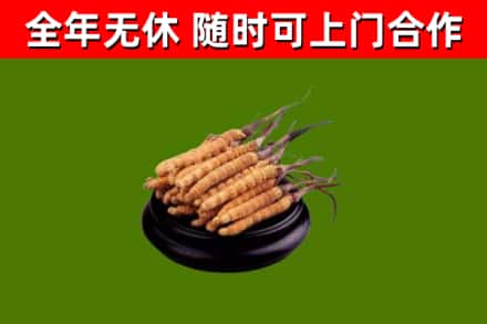 固始回收冬虫夏草